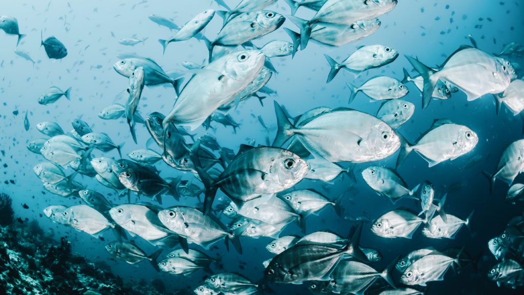 Do Fish Feel Pain? New Welfare Standards Focus on Aquatic Animals.