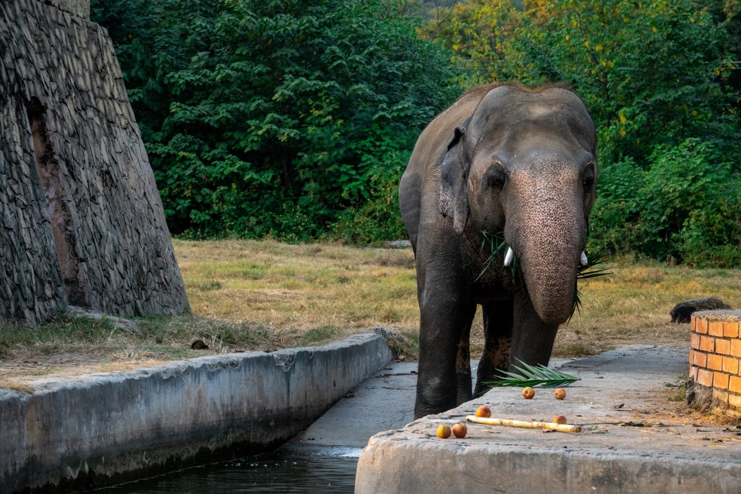 How Cher Helped Free the 'World's Loneliest Elephant'