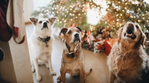 7 Vegan and Cruelty-Free Christmas Gifts for Pets