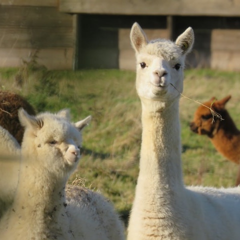 Valentino Becomes First Luxury Brand to Ban Alpaca Fleece