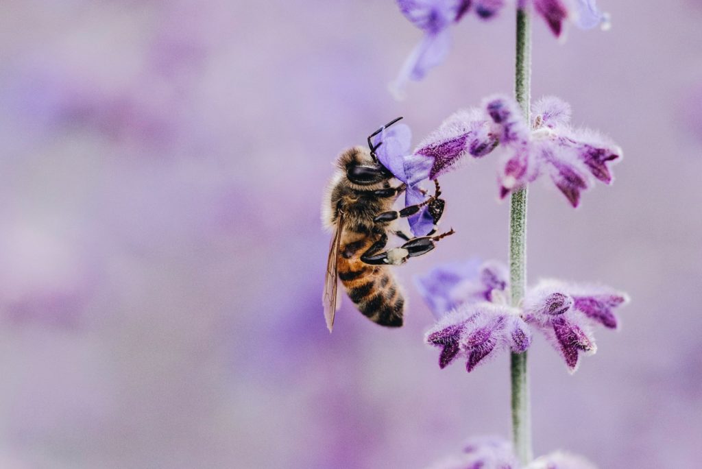 No Bees, No Food: It's That Simple