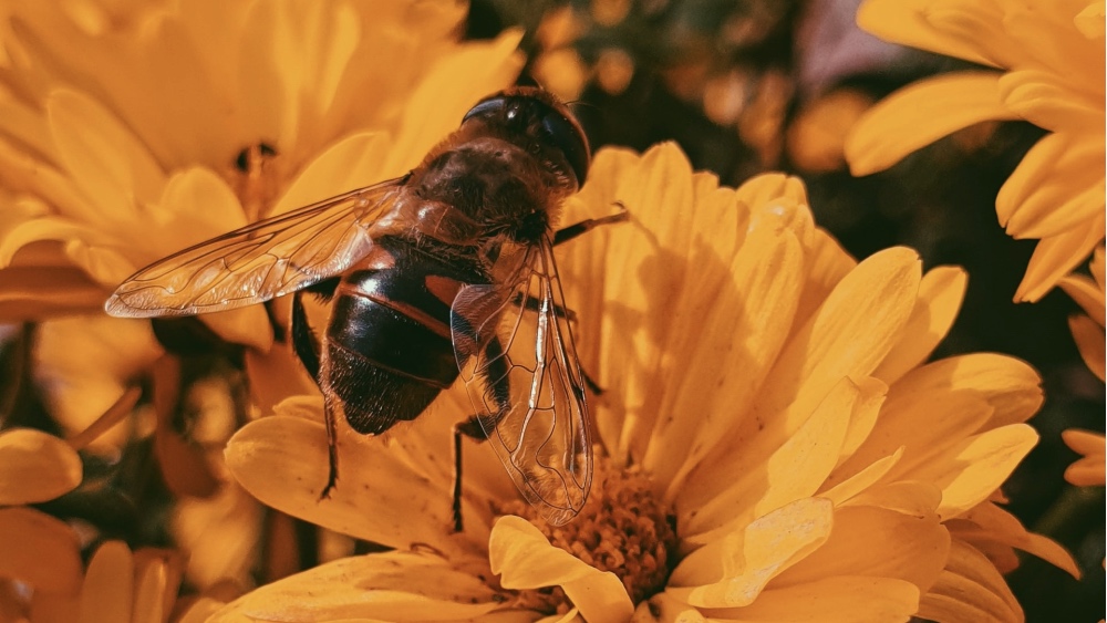 No Bees, No Food: It's That Simple