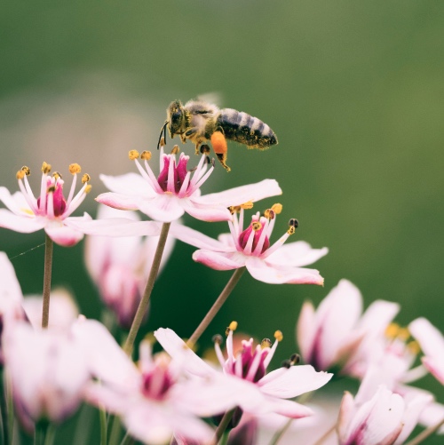 Costa Rica Just Granted Bees and Trees Citizenship