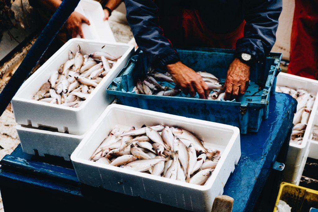 Do Fish Feel Pain? New Welfare Standards Set the Record Straight.
