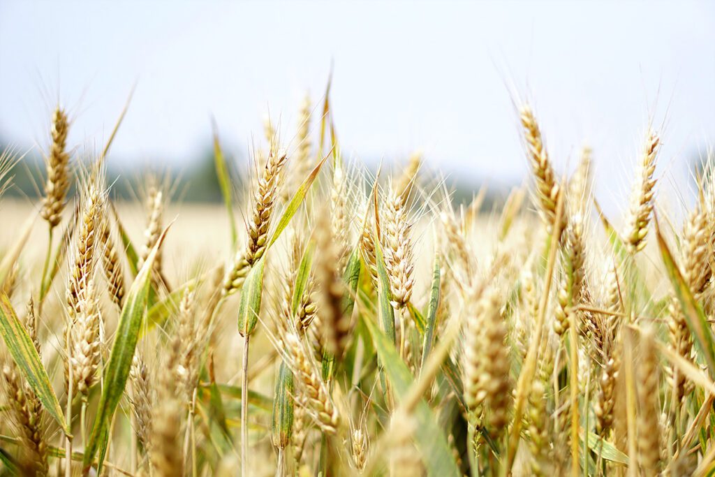 Photo shows a field of barley, which is the primary ingredient in Guinness's stout.