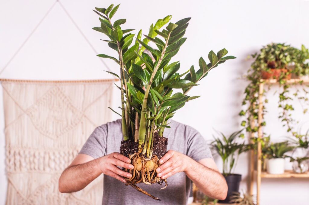 The Best Plant Care Tips According to Plant Kween