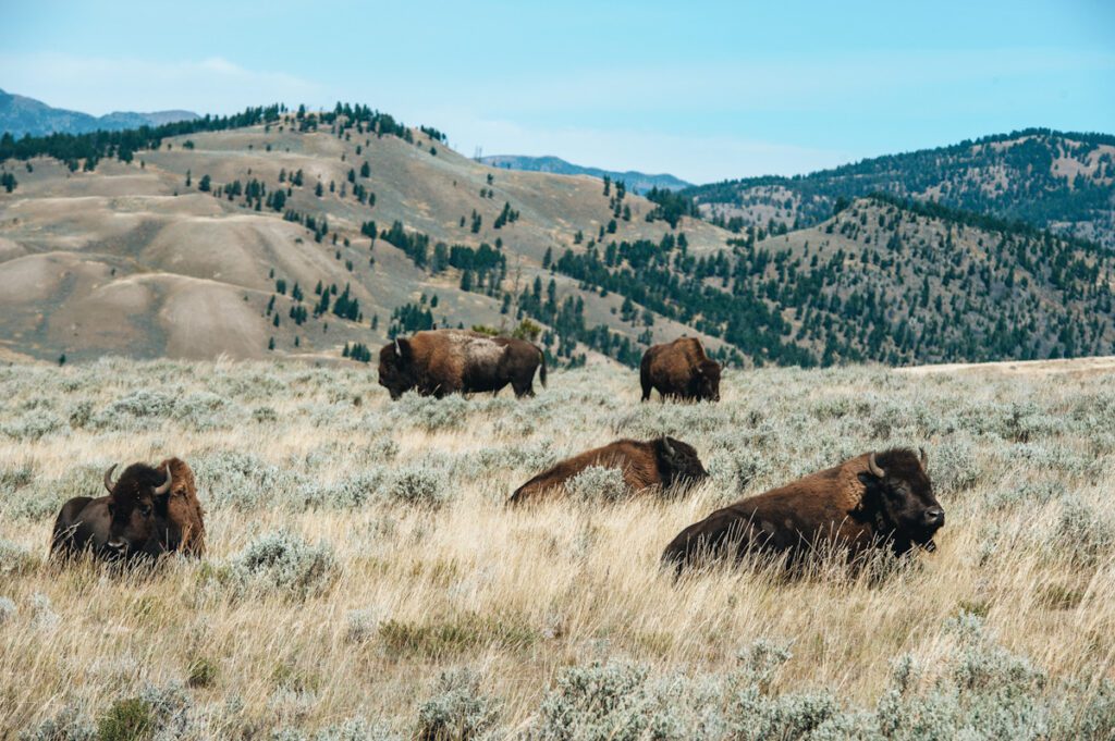 Photo shows a herd of buffalos resting in Yellowstone national park.