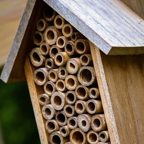 How to Help Protect Bees In Your Garden
