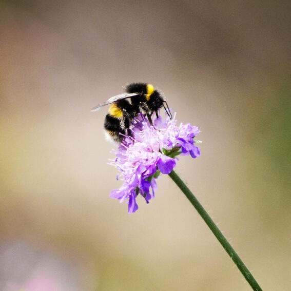 How to Help Protect Bees In Your Garden