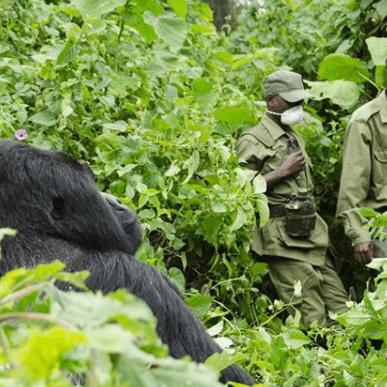 Leonardo DiCaprio’s New Film to Highlight Endangered Mountain Gorillas